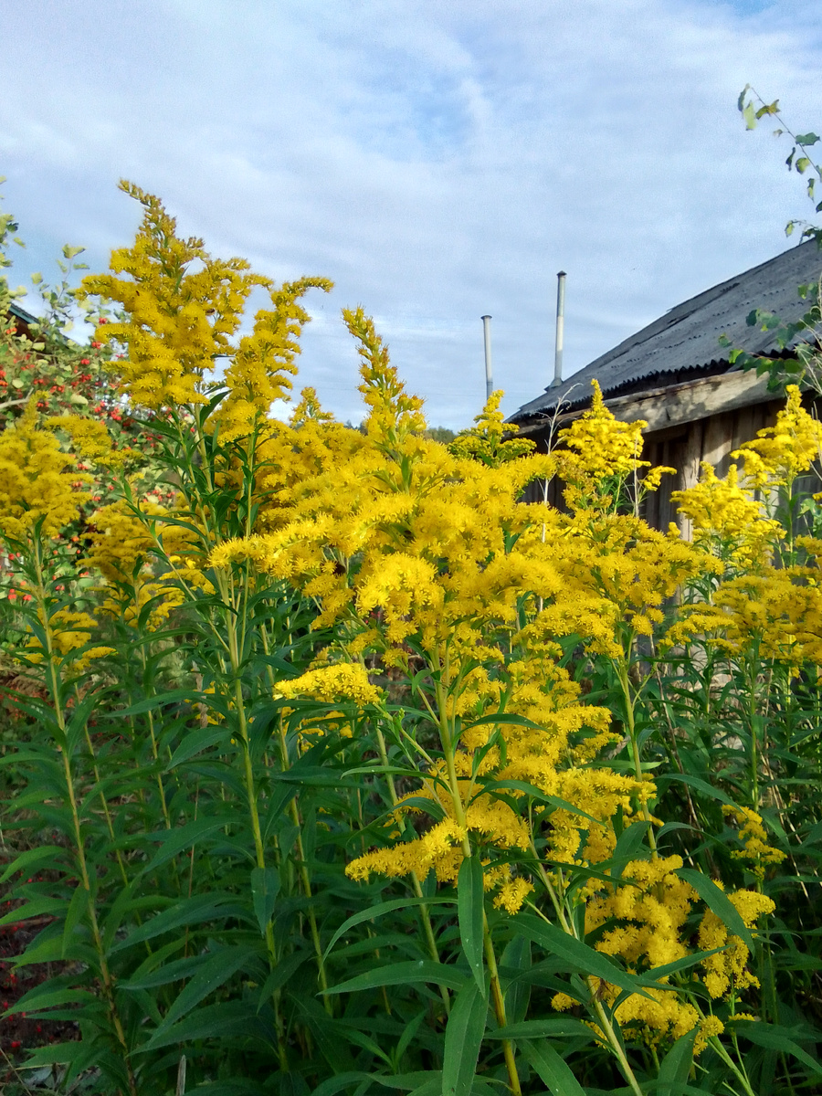 В зади дома🌼