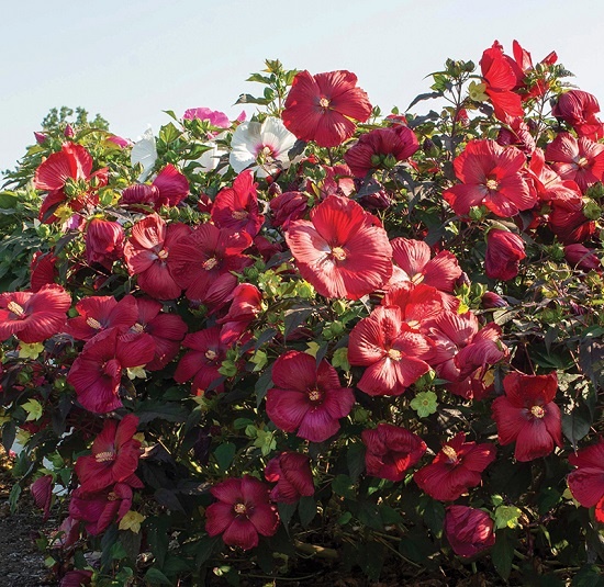 фото из открытого источника