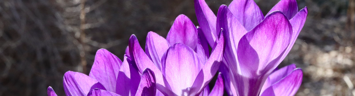 Фото: wilson hughes | flickr