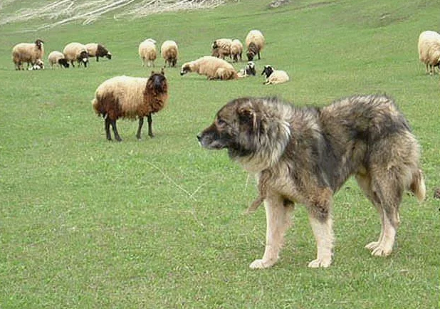 Фото с сайта gamprvolkodav.jimdofree.com