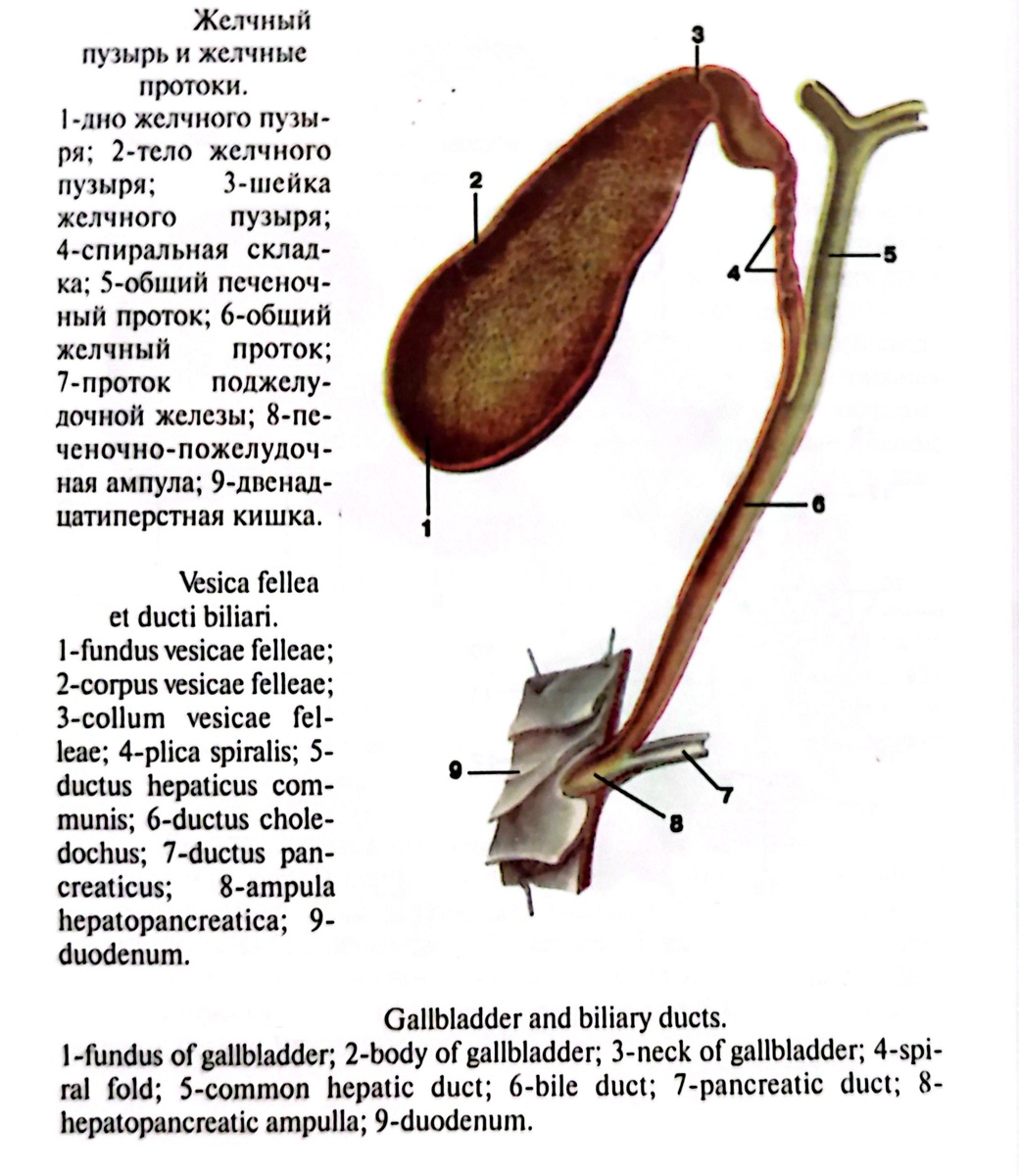 Желчный пузырь и желчные протоки. 