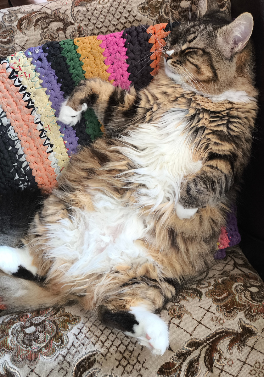 Просто Пиня