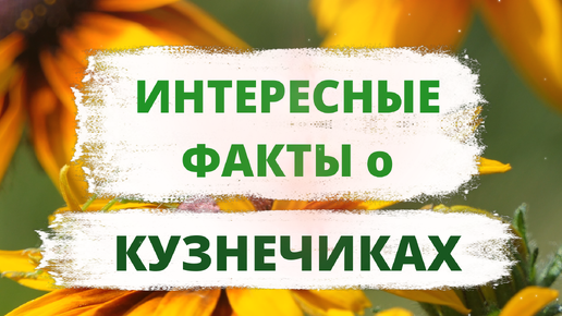 ИНТЕРЕСНЫЕ ФАКТЫ о КУЗНЕЧИКАХ. В качестве чего китайцы используют кузнечиков.