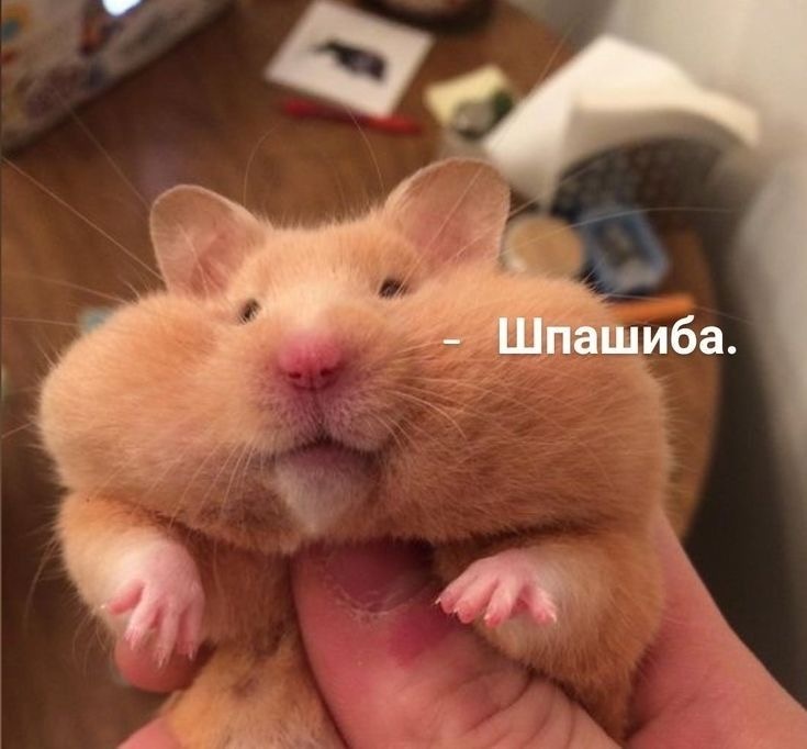 С вас сердечки на этот пост ❤️