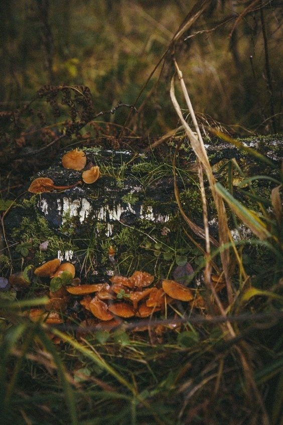  Осенние медитации 🌙🍁 Регрессия в прошлые жизни ⌛ Эта практика была задумана как простое введение в исследование прошлых жизней. Ее никоим образом нельзя расценивать как истину в последней инстанции. Цель этой практики — привести ваше сознание в соответствие с великой мифической цепью, которую называют также Цепью Причинности. Цепь Причинности исследует ситуации прошлых жизней, которые помогают прояснить обстоятельства вашей нынешней жизни.  Понимание прошлых жизней в огромной степени зависит от равновесия. Ведьмы берут на себя полную ответственность за свои действия и наблюдают за тем, как их присутствие (как одно лишь намерение, так и поведение) влияет на мир, прямо или косвенно. Однако в нашем мире, галактике, вселенной происходят события, которые мы не в состоянии непосредственно контролировать. Мы не можем остановить смену времен года, воспрепятствовать закату солнца или задержать морскую волну, сметающую все на своем пути. Точно так же мы не в состоянии изменить обстоятельства своего рождения, детства или какие-либо события из прошлого. На протяжении долгах лет практики и магических опытов ведьмы пришли к пониманию (на самом глубинном уровне) того, что они — всего лишь нить паутины жизни.  Регрессия в прошлое помогает ведьмам понять, как нить их нынешней жизни сообщается с сетями в прошлом. С помощью этого процесса ведьмы учатся снимать блоки с кармы и создавать новое будущее.  Для начала в течении какого-то времени подумайте над тем, что вы считаете необъяснимыми обстоятельствами своей жизни. Какие чувства вызывают у вас эти обстоятельства? Какие ощущения в теле вы чувствуете? Воспользуйтесь медитацией с направленным воображением, описанной ниже.  Примите удобное положение, лучше всего — лежа на полу, и закройте глаза. Почувствуйте, какие ощущения в теле вызывают обстоятельства вашей нынешней жизни. Ментально проследите их и представьте, что вы продвигаетесь туда, где коренятся эти ощущения. Придайте ощущению цвет и форму.  Спроецируйте себя в этот цвет и форму, почувствуйте, как быстро движетесь сквозь них. Они образуют тоннель, перемещающий вас назад, в прошлое. Он возвращает во время, предшествующее вашему рождению. Он возвращает в тот момент, когда у вас возникло телесное ощущение. Вскоре вы оказываетесь около сияющего входа. Войдите и посмотрите вокруг. Где вы? Кто вы? Каковы обстоятельства этой вашей жизни?  А сейчас время возвращаться в ваше физическое тело, в ваше нынешнее время и место. Не важно, где вы находитесь в своем видении, сделайте шаг назад. Когда сделаете это, увидите, что шагнули назад в сияющий вход. Вы снова начинаете быстро двигаться по тоннелю, возвращаясь туда, где находится ваше физическое тело. Вы обнаруживаете, что вернулись в свое тело в том месте, где вас поглотили цвет и форма. Когда будете готовы, открывайте глаза, потянитесь и пробудитесь от своего видения.  Вернувшись назад, опишите в дневнике свой опыт, ответив на следующие вопросы.  • Как обстоятельства вашей прошлой жизни связаны с нынешней ситуацией? • Что в этом упражнении удивило вас? • Что не удивило?