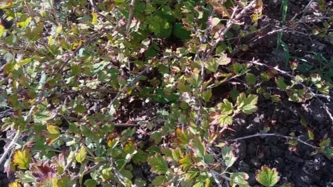 Вот так выглядит уставший куст крыжовника. Прям как я после огородного сезона!