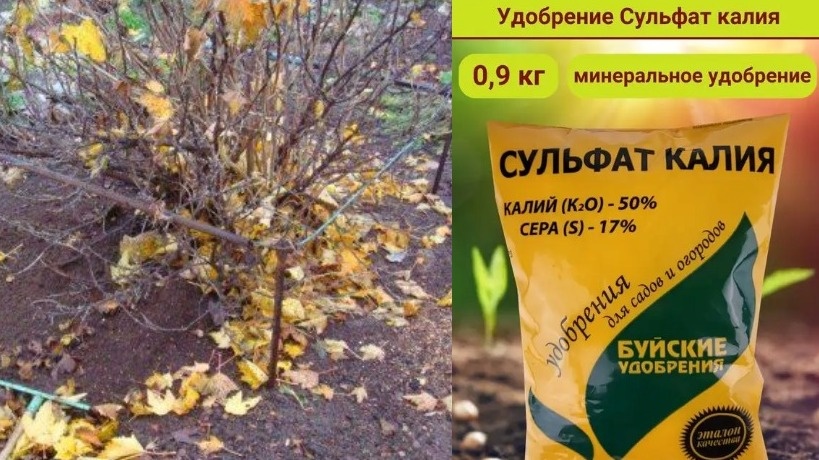 Вот мой фирменный рецепт для крыжовника. Просто, но эффективно! 