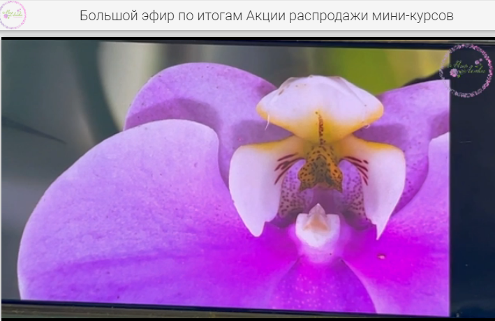 То самое креслице - серединка орхидеи-фаленопсис. Вот если бы все уроки ботаники были такими смешными - все стали бы отличниками.