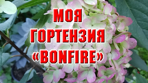 Гортензия Bonfire