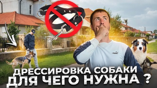 Дрессировка собаки. Для чего нужна?