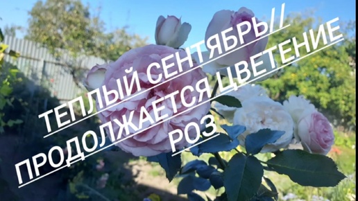 23.#Теплый сентябрь//Продолжается цветение роз//10.09.24🌹🌹🌹