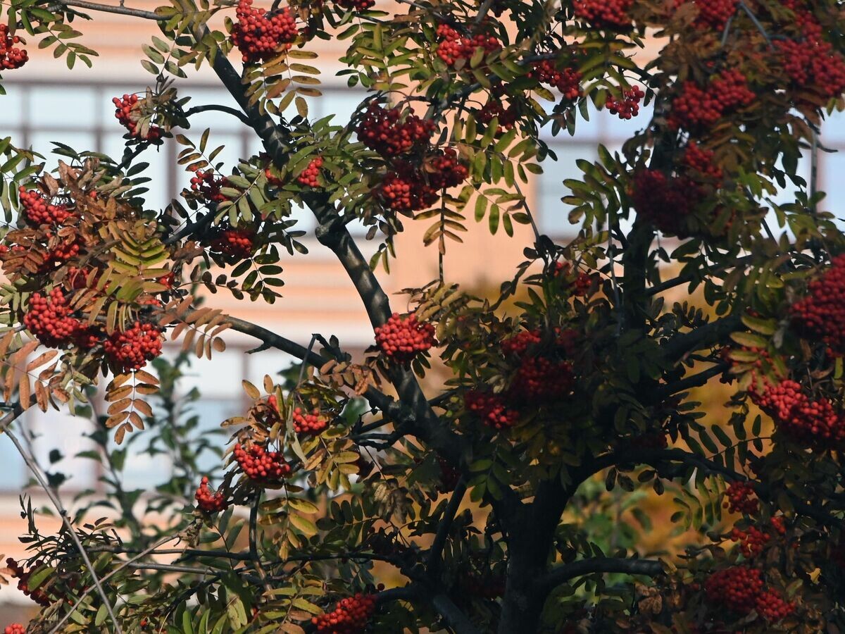    Красная рябина в сквере на Ленинском проспекте в Москве.© РИА Новости / Владимир Федоренко