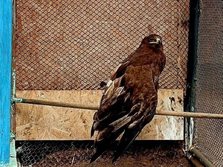    Фото: Читинский зоопарк