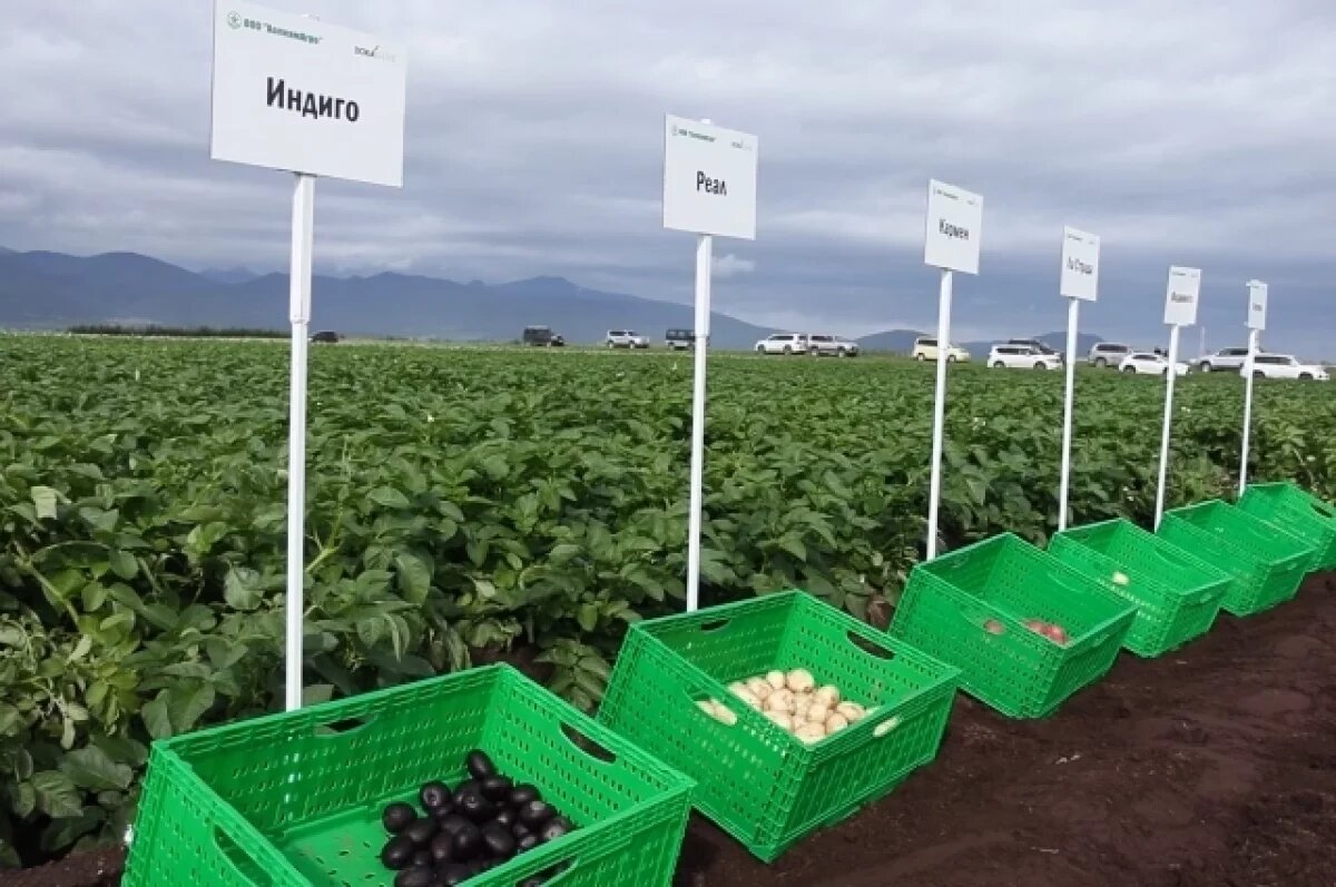    13 новых сортов картофеля появятся на камчатских прилавках в следующем году