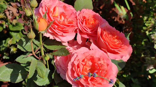 Цветение роз (10.09) в Подмосковье🌹🌹🌹 - Эшли, Вивьен Вестуд, Тьерри Маркс, Лоран Каброль, Симпли Горджес, Наутика, Маржолен и другие