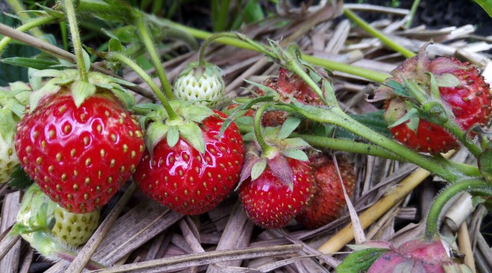 Клубника в сентябре: чем подкормить, обработать, как обрезать ягодник и ухаживать в начале осени