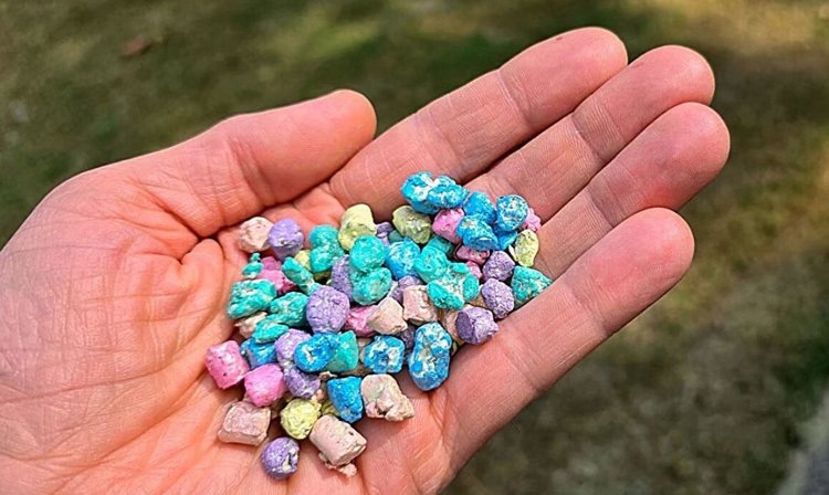    Гранулирование семян биоразнообразия под размер кукурузы позволит фермерам сеять больше цветочных полос