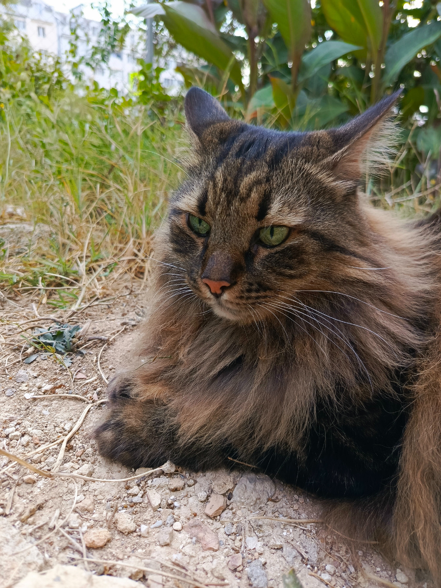 Уши всегда бдят.