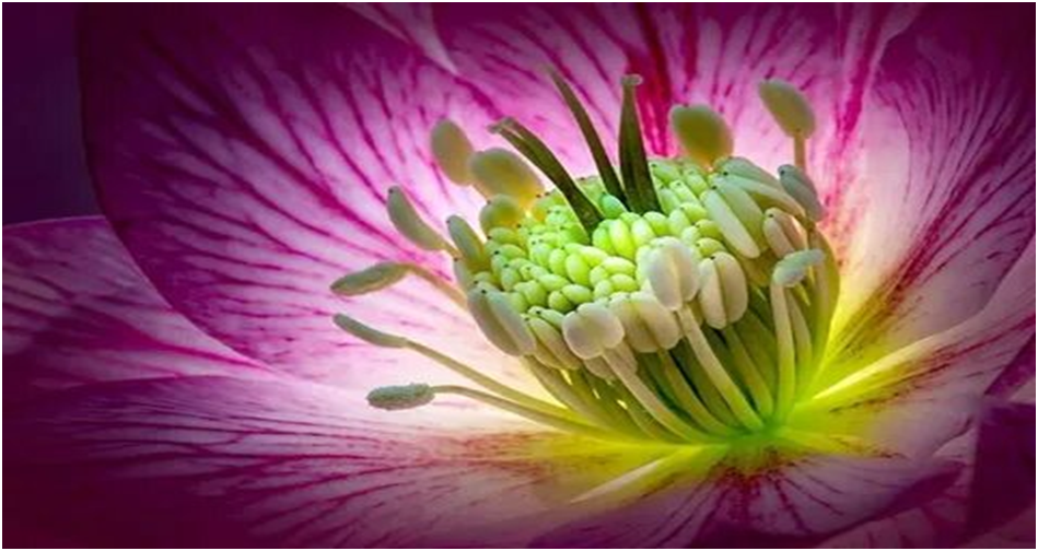 Цветы для иллюстрации из открытого источника