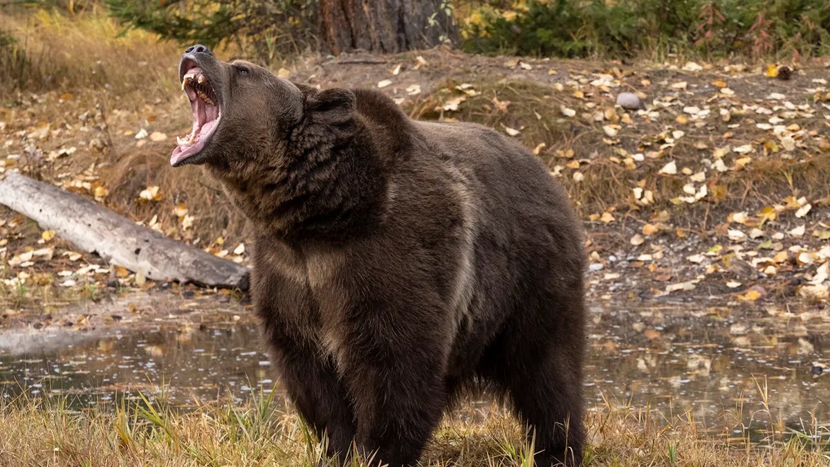 Источник https://static.foxnews.com/foxnews.com/content/uploads/2020/10/wild-bear.jpg