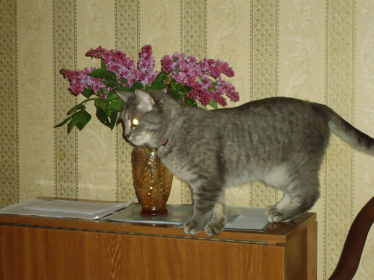 С букетом сирени. Из архива автора.