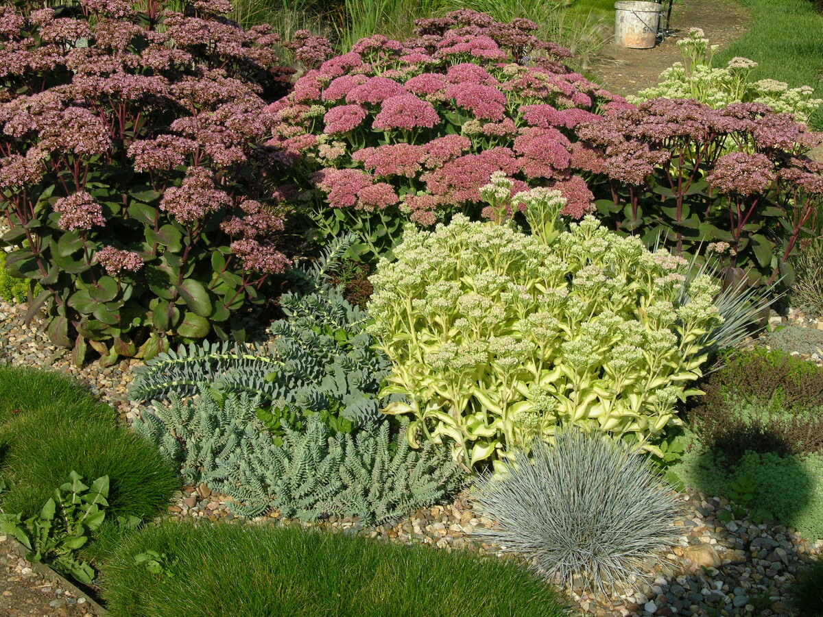    Крупные очитки могут быть равноправными участниками композиции любого цветника