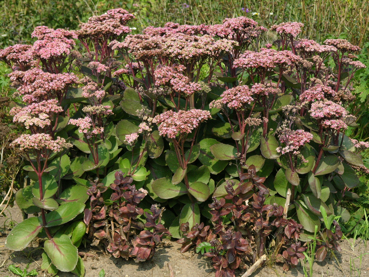    Очиток обыкновенный ‘Matrona’