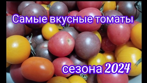 Обзор самых удачных сортов томатов в теплице. Сезон 2024. Мясистые крупные и сладкие черри.