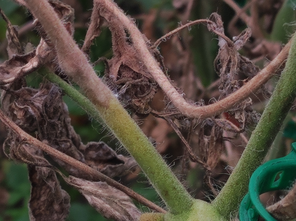 Фото автора, куст томата с фитофторозом, сентябрь 2024 года