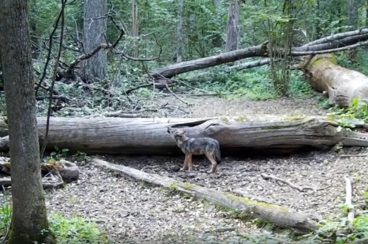    «Поющий» волчонок.