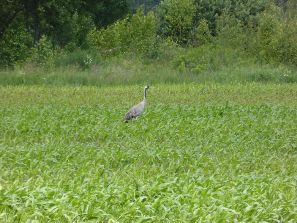    Взрослый серый журавль на кукурузном поле. Окрестности посёлка Бетлица. Фото: Страница орнитолога Юрия Галченкова во "ВКонтакте"