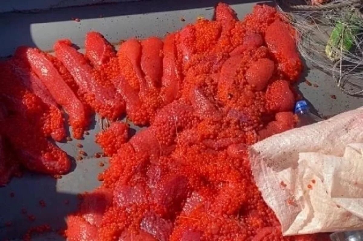    Госинспекторы Камчатки остановили автомобиль с 240 кг нелегальной икры