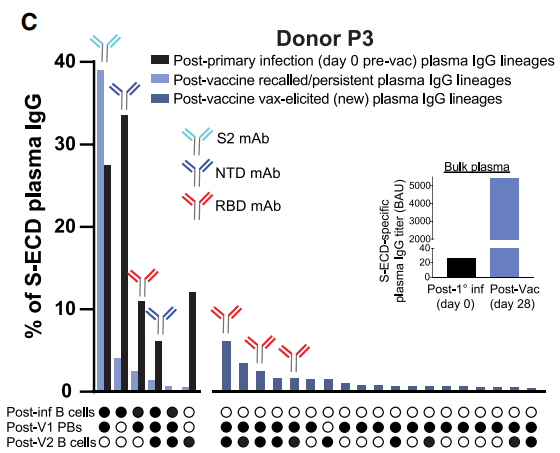 Donor P3 plasma IgG repertoire elicited by primary infection (black bars), recalled by subsequent vaccination (light blue bars), and newly elicited by subsequent vaccination (dark blue bars). Each bar represents an individual plasma IgG lineage. Antibody symbols above bars indicate S domain specificity of recombinantly cloned mAbs representative of each lineage. The insert shows anti-S plasma binding titers at each time point, and the UpSet plot below the repertoire bar plot indicates whether the plasma lineage was detected (filled circle) in total B cells, sorted MBCs, and sorted PBs. ‘‘Post-V1,’’ following the first vaccine dose and ‘‘Post-V2,’’ following the second vaccine dose.