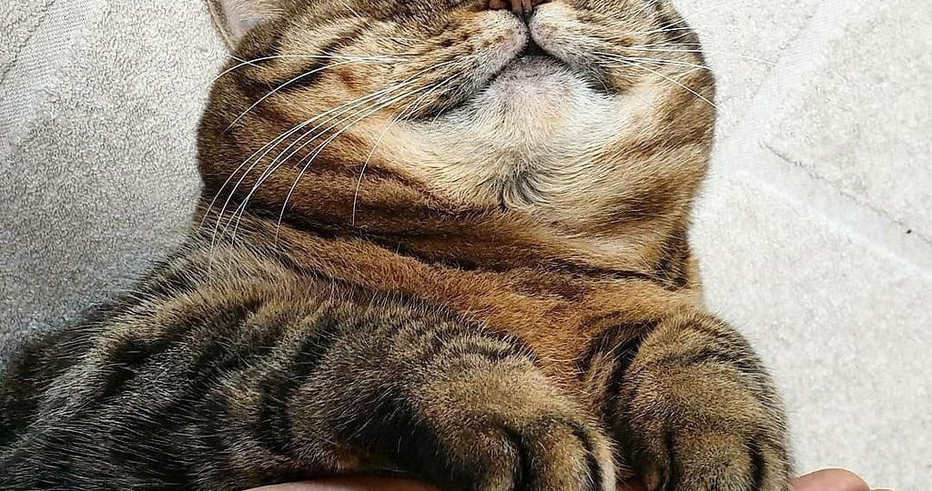 Гайд по лапам: как стричь когти кошки без стресса