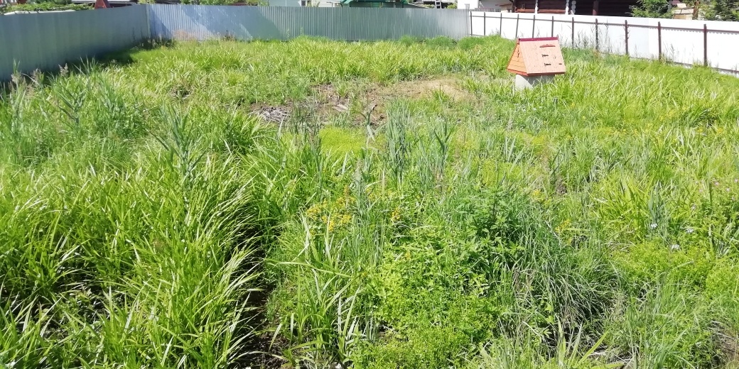 трава в июле - если не косить её на участке.