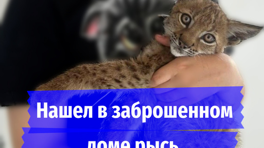 «Играет с котом и приучилась к лотку»: сибиряк нашел в заброшенном доме раненую рысь и назвал Кирой