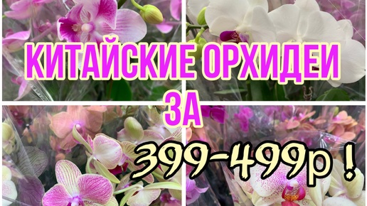 БУМ ОРХИДЕЙ 2 В ОБИ привезли КИТАЙСКИЕ ОРХИДЕИ ФАЛЕНОПСИС от 399-499р! Не упустите свою покупку!