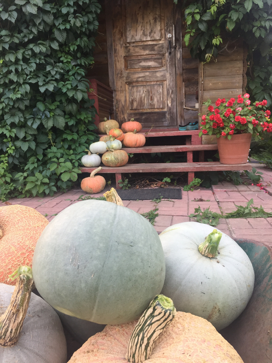 Я знаю, что это за овощ. Но фотографий гигантской репы у меня нет...