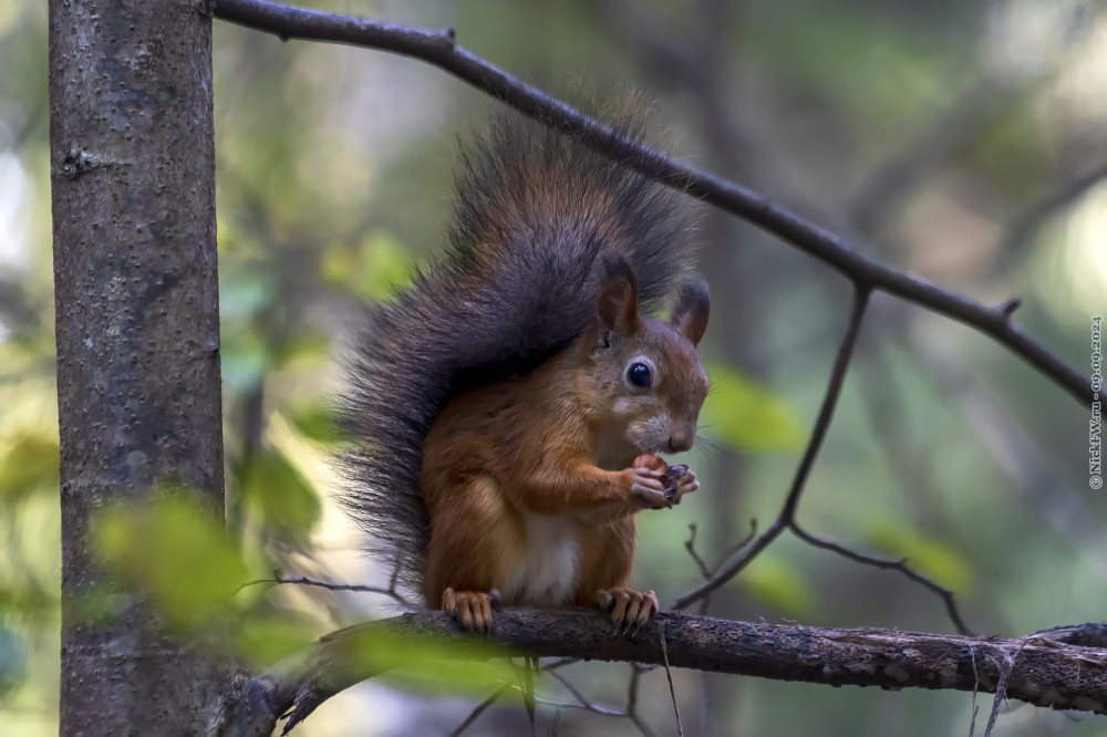 2. Белка... © NickFW.ru — 09.09.2024г.