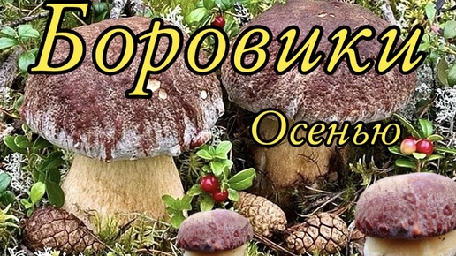 Video herunterladen: Шок! Сколько Боровиков в Сентябре без дождя! Отличный выезд за Грибами!