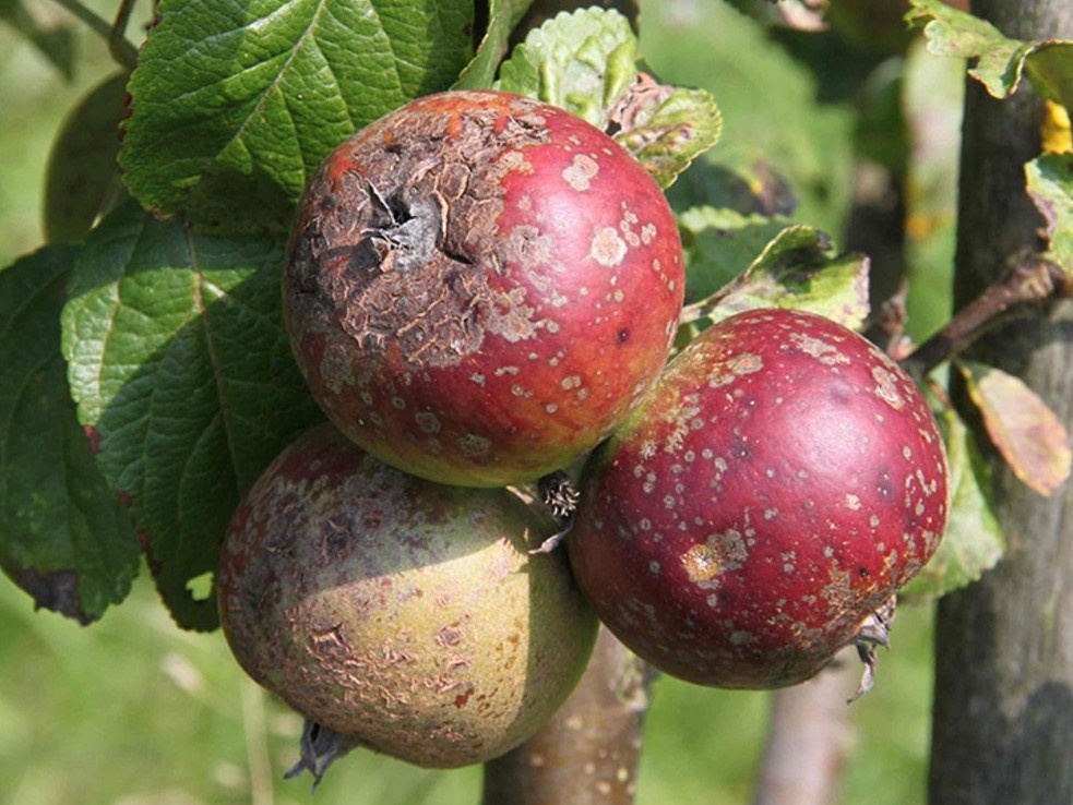 Часто в трещины, возникающие на яблоках при парше, проникает бактериальная инфекция, приводящая к гниению плодов.