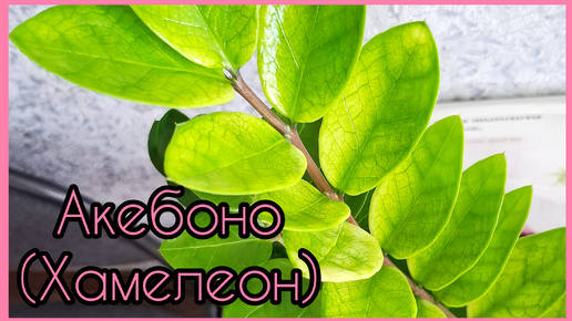 #ЗАМИОКУЛЬКАС Акебоно (Хамелеон)🌿От чего зависит окрас🌿 #размножение 🌿 #долларовоедерево #цветы