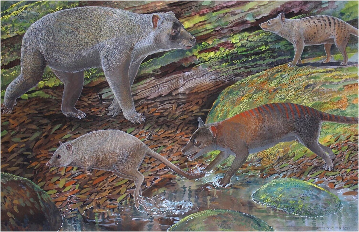 Nimbacinus peterbridgei (вверху справа) и Ngamalacinus nigelmarveni (внизу справа)