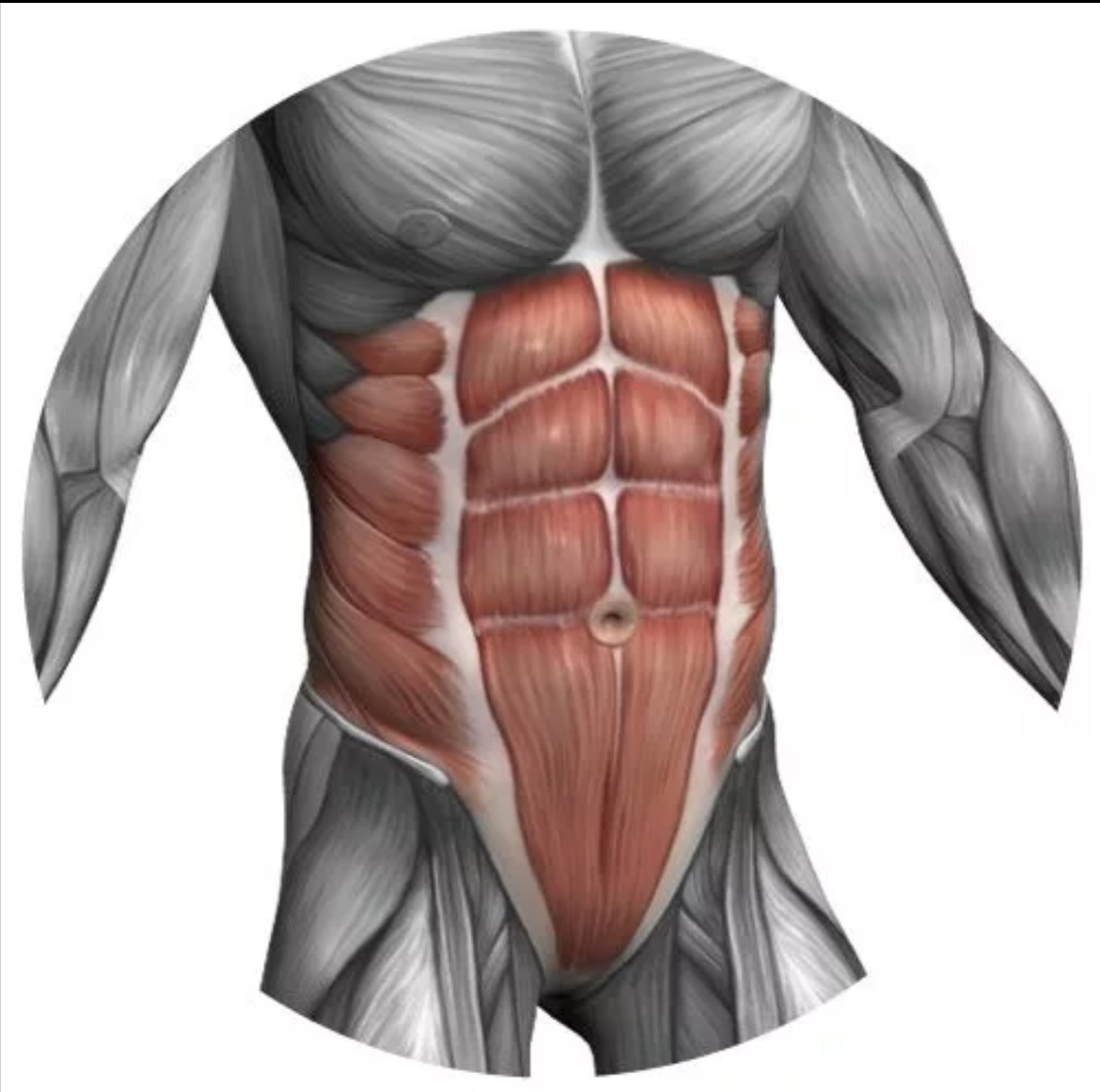 Мышцы живота анатомия. Мышцы брюшного пресса анатомия. Продольная мышца живота. Брюшные мышцы. Мышцы брюшного пресса.