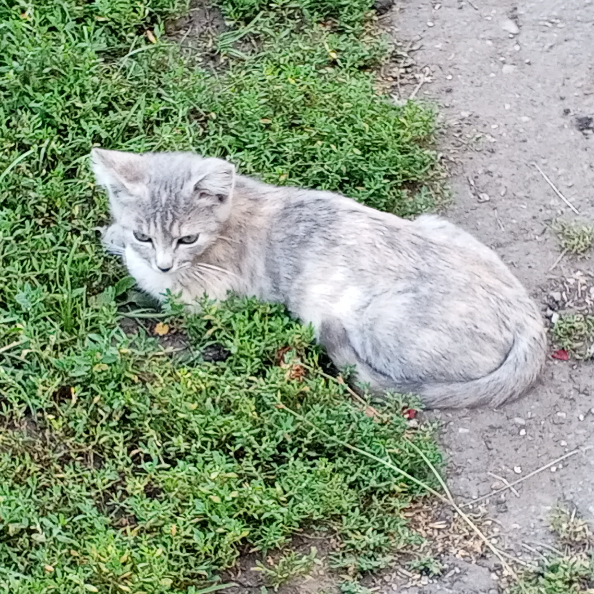 Кисуня, последний день в родном доме