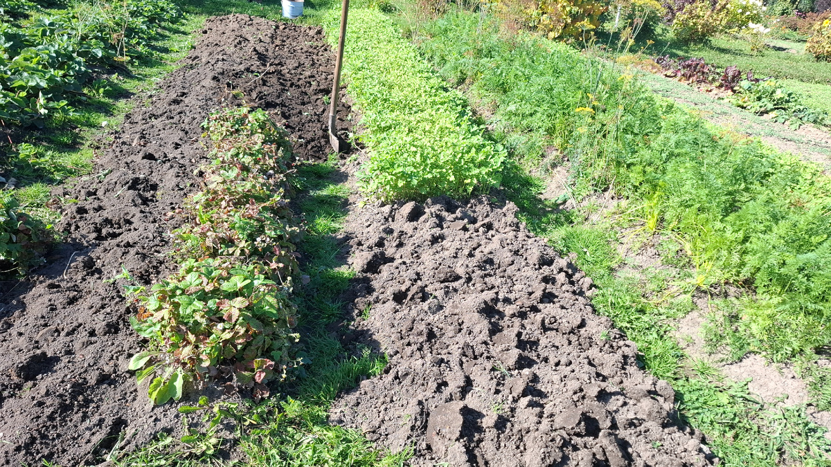 Здесь на фото видно: справа уже колосится горчица на грядке из-под лука, а левее остатки невыкопанной земляники.
