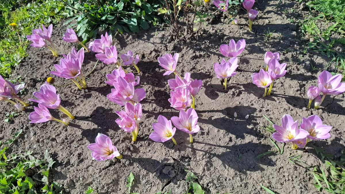 Безвременник зацвел