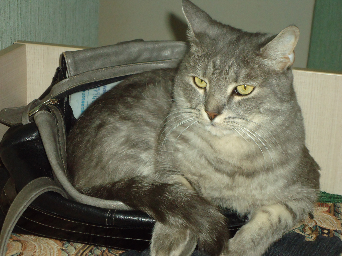 Британец Яшка в маминой сумке. Из архива автора.