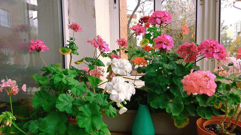 Фото автора канала, пеларгония на балконе