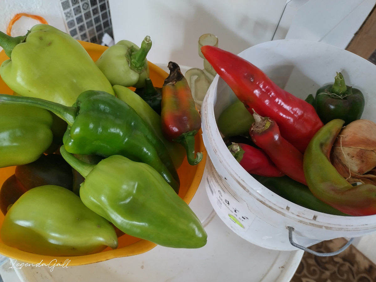 Два ведерка перцев. Еще лук для фарша